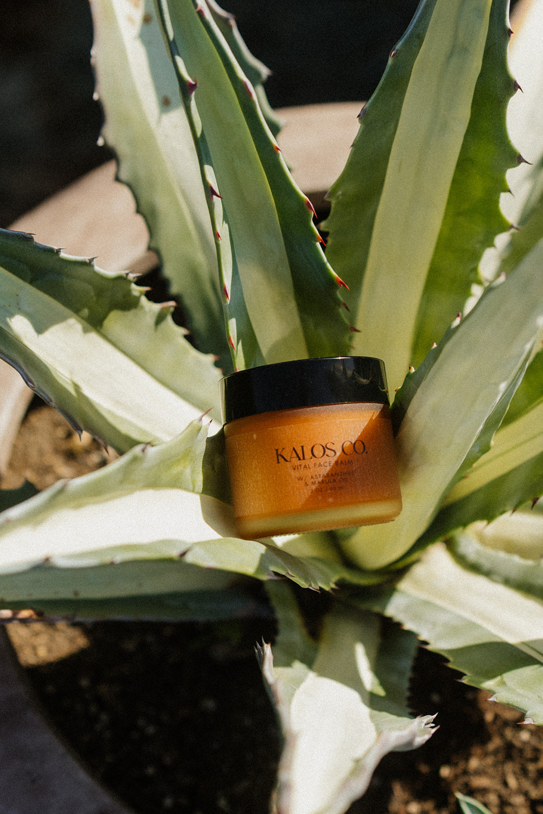agave plant with vital balm resting inside